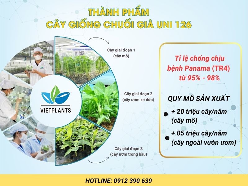 Thành phẩm giống chuối già UNI 126 tại Vietplants